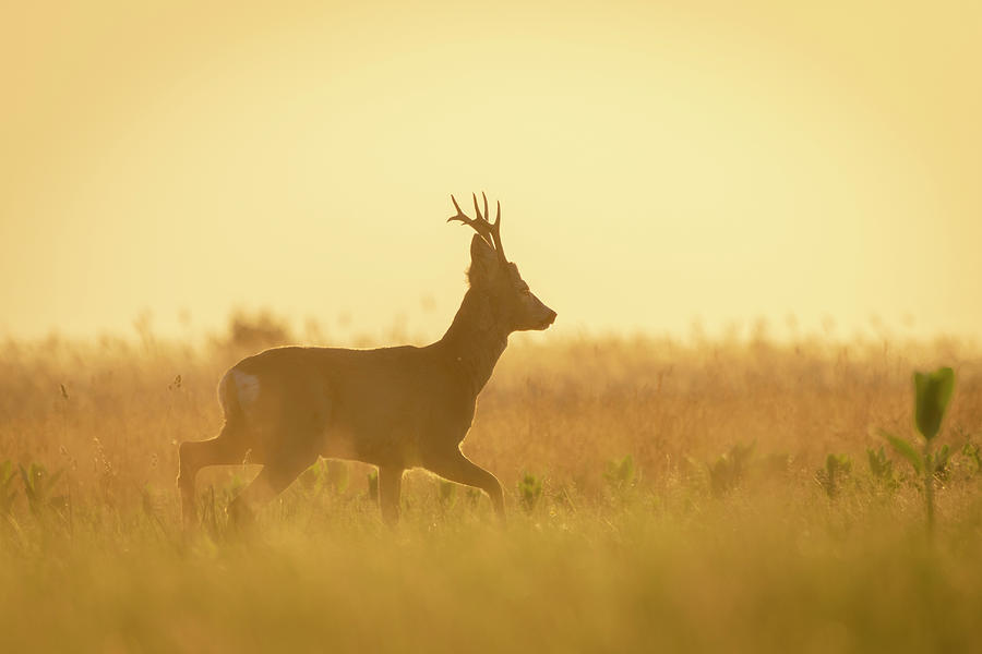 Roe deer at sunset Photograph by Jelena Slijepcevic