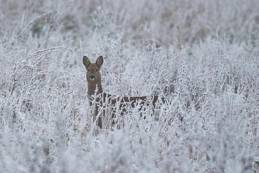 Roe Deer in the Frost Photograph by Mark Hunter