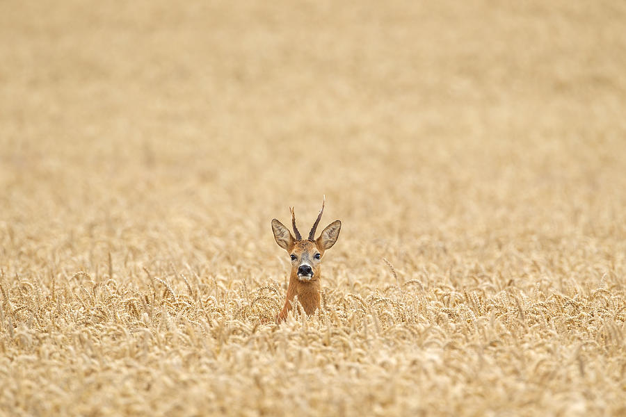 Roe deer lost in a field Photograph by MarkBridger