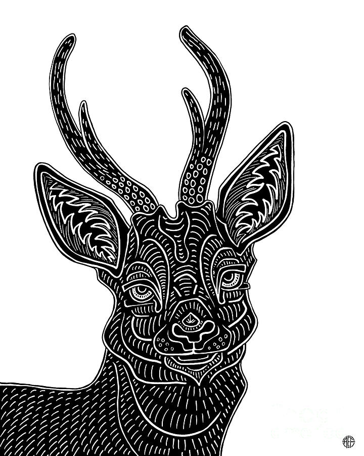 Roe Deer. Wild Animal Ink 46 Drawing by Amy E Fraser