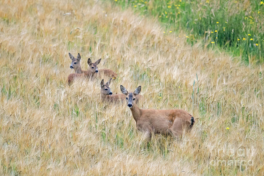 Roe Deer with Fawns Photograph by Arterra Picture Library