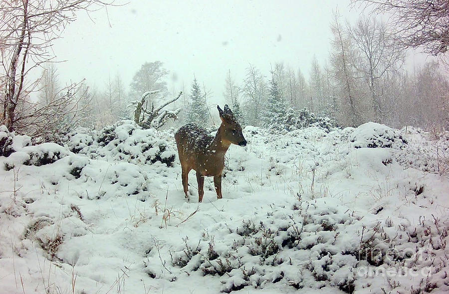 Roe doe in falling snow Photograph by Phil Banks