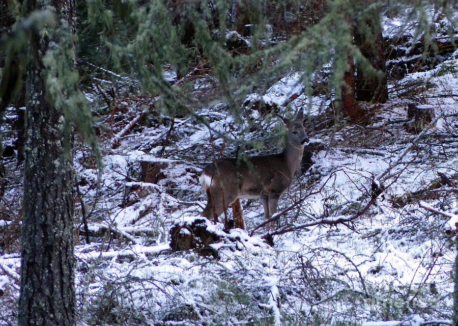 Roe doe in light snow Photograph by Phil Banks