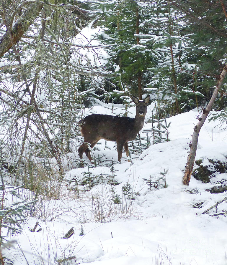 Roe doe in winter snow Photograph by Phil Banks