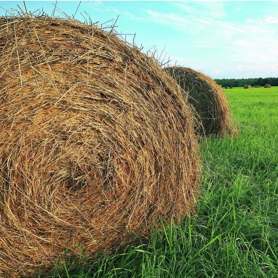 Roll In The Hay Photograph by James Frazier - Fine Art America