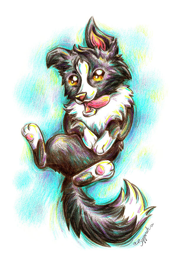 ROLL OVER Border Collie Drawing by Sipporah Art and Illustration