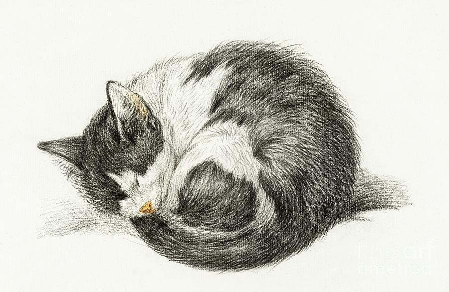 Rolled up sleeping cat Digital Art by Word Fandom - Pixels