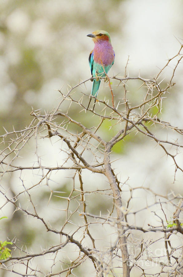Roller Bird Clenched On An Acacia Branch.. Photograph by Tom Wurl