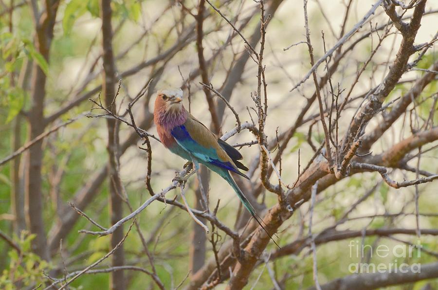 Roller Bird In The Branches, Botswana. Photograph by Tom Wurl