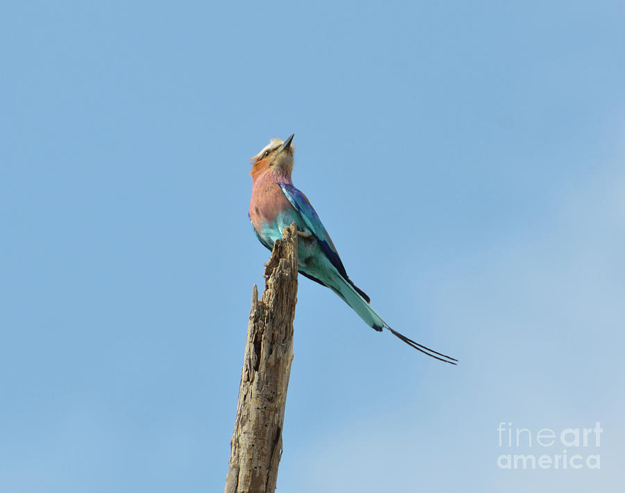 Roller Bird Posed On A Pole. Photograph by Tom Wurl