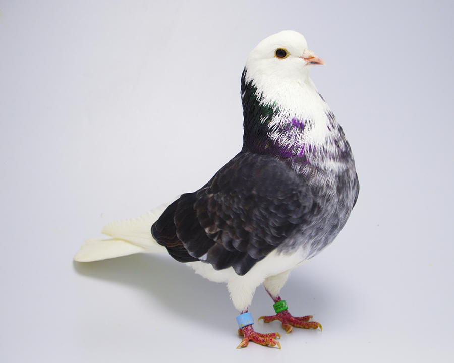 Roller Pigeon Photograph by Nathan Abbott