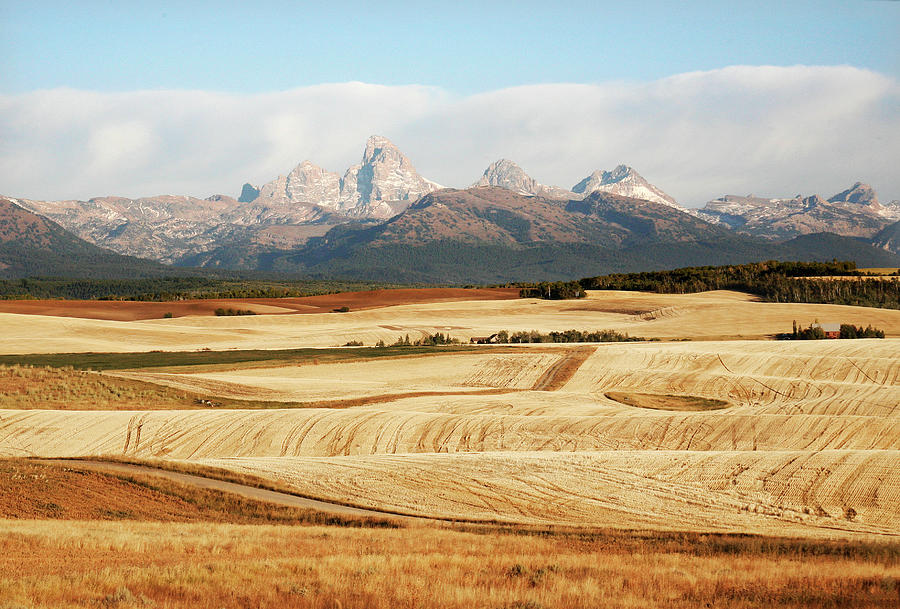 Rolling Cropland and Tetons Photograph by Marilyn Hunt