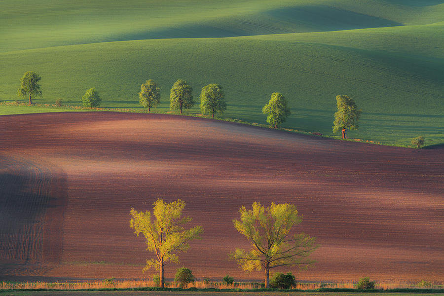 Tree Photograph - Rolling fields by Piotr Skrzypiec