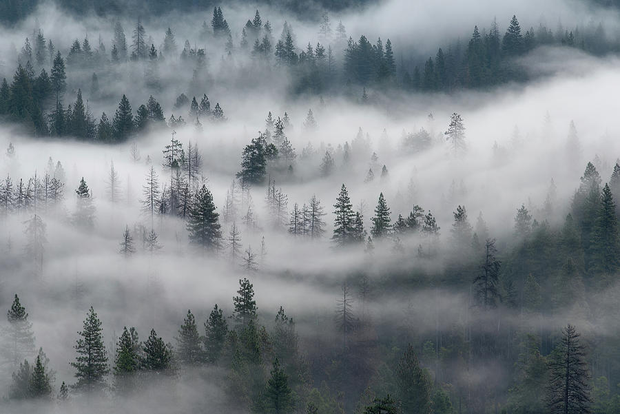 Rolling Fog Photograph by Rand Ningali