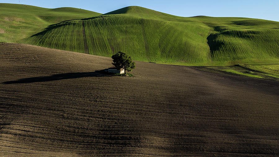 Rolling Green Hills of Italy with barn and tree Photograph by John McGraw