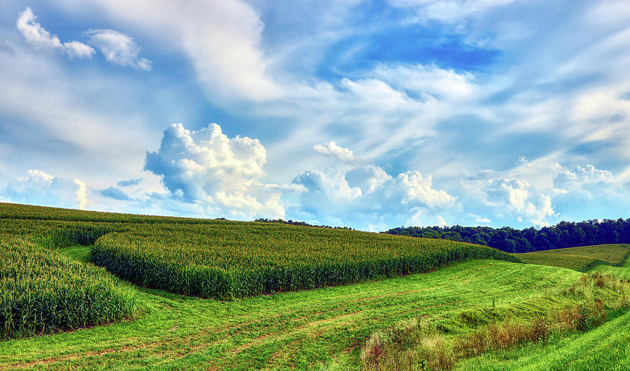 Rolling Hills Of Corn Photograph by Mountain Dreams - Pixels