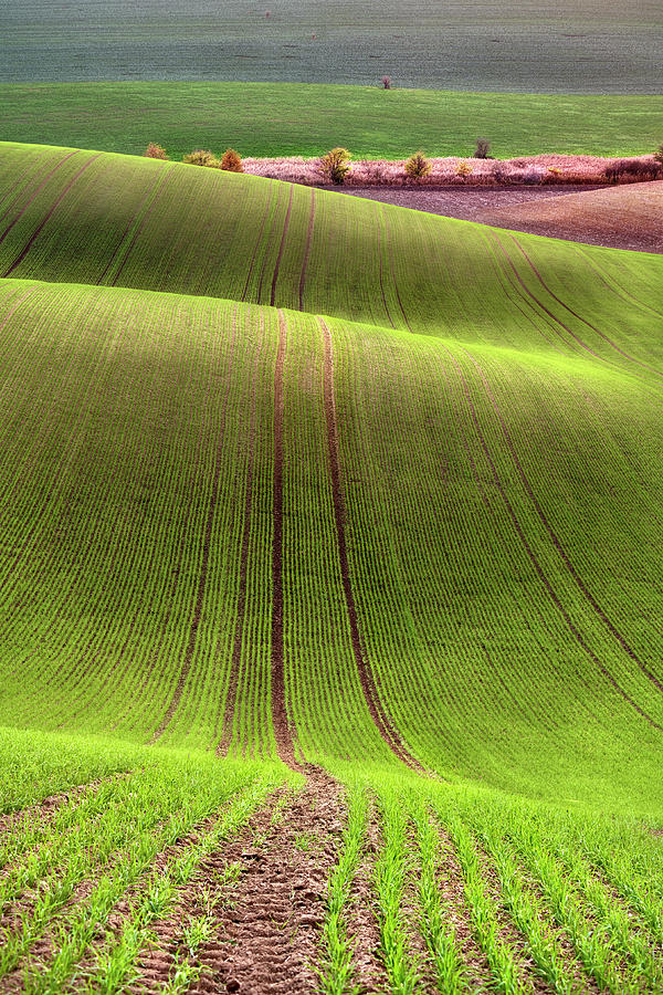 Rolling Hills of Farmland Photograph by Jon Glaser