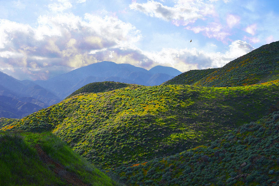 Rolling Hillside in California Photograph by Glenn McCarthy Art and Photography