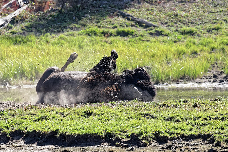 Rolling on the River -- American Bison Wallowing in Yellowstone National Park, Wyoming Photograph by Darin Volpe