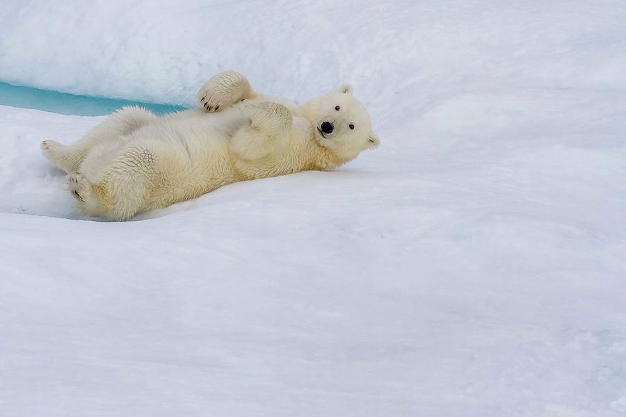 Rolling Polar Bear Photograph By Karen Foley 