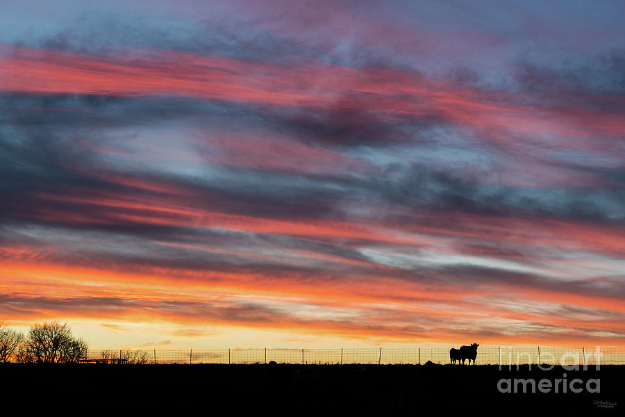 Rolling Sky Waves Cow Sunset Photograph by Jennifer White