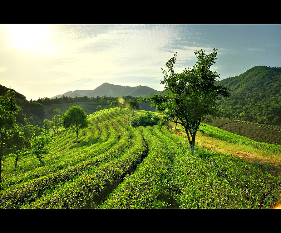 Rolling Tea Fields (Rural China) Photograph by Andy Brandl