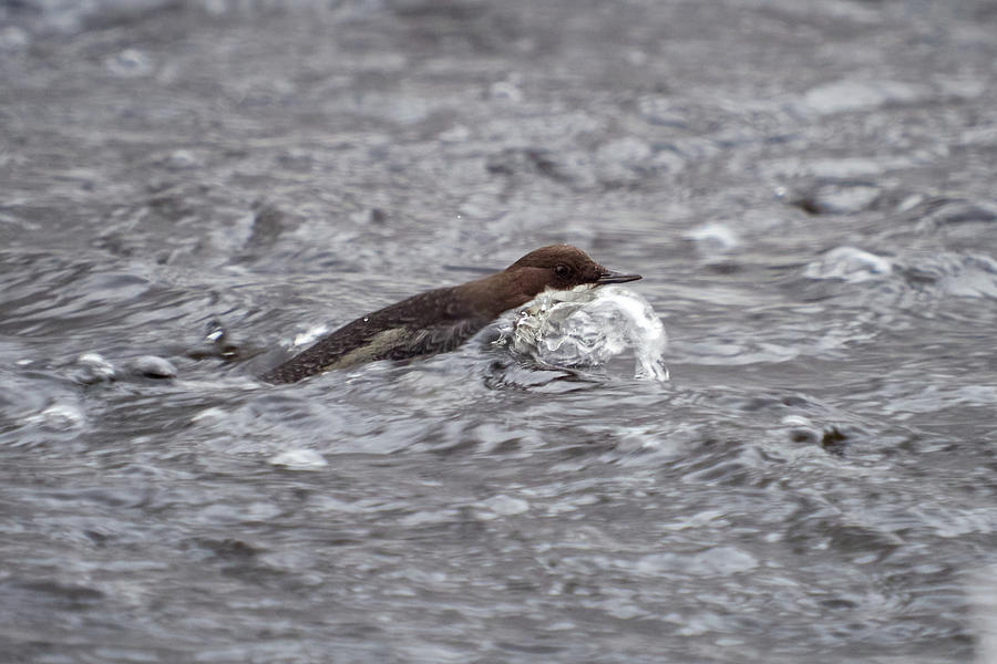 Rolling the river. White-throated dipper Photograph by Jouko Lehto