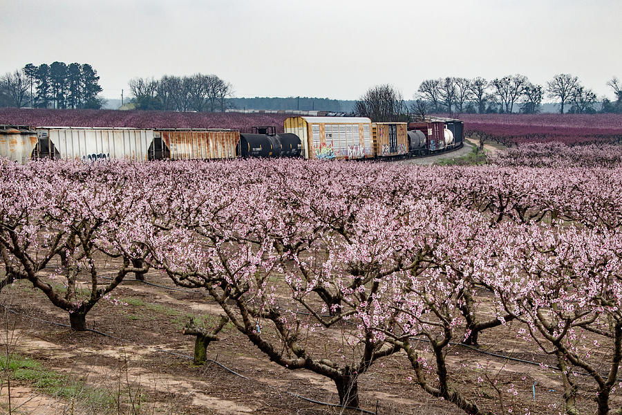 Rolling Through the Orchard Photograph by Christie Kowalski