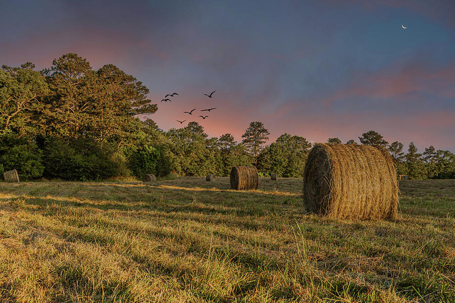 Rolls of Hay in Dusk Light Photograph by Darryl Brooks