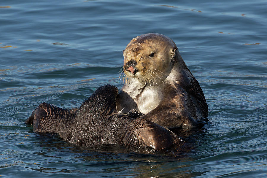 Roly-Poly Sea Otter  Photograph by Kathleen Bishop
