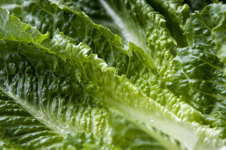 Romaine lettuce leaves Photograph by Whitemay