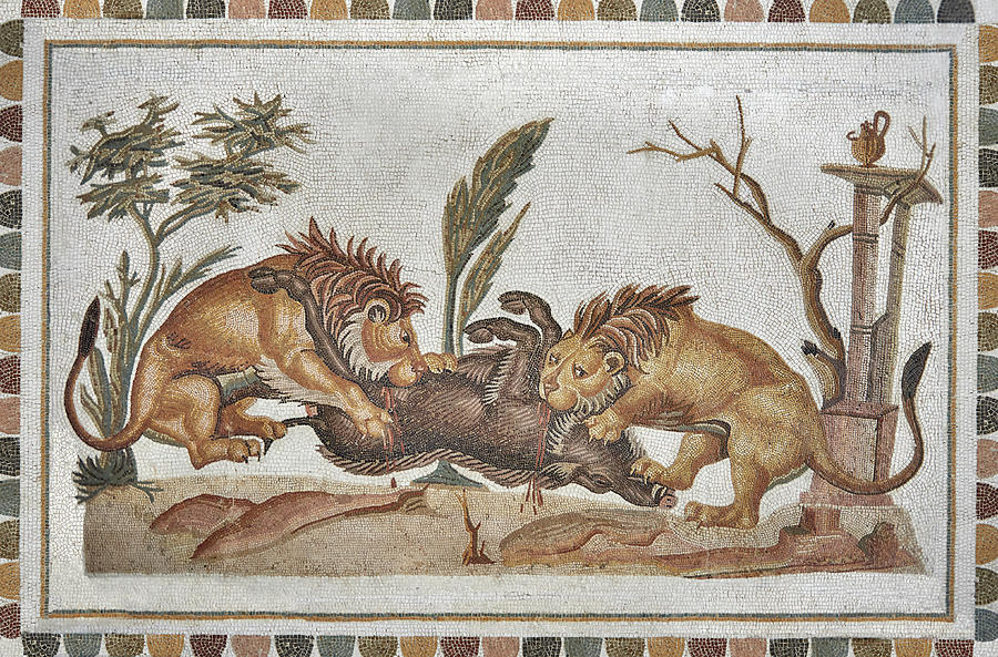 Roman mosaics design depicting Lions eating a boar - El Djem Archaeological Museum Photograph by Paul E Williams