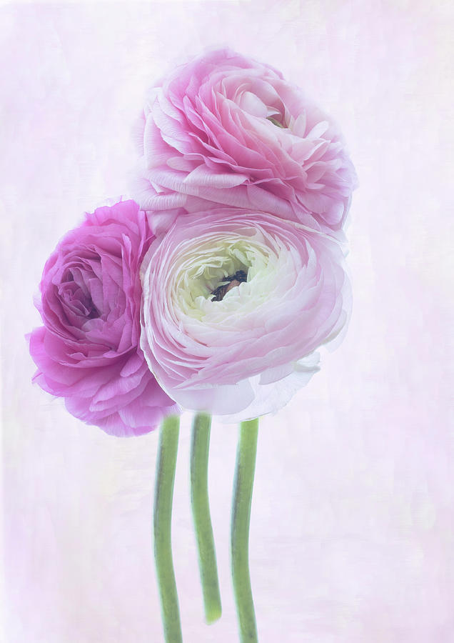 Romance Photograph by Denis O Reilly