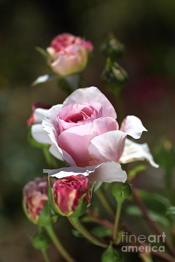 Romance The Roses  Photograph by Joy Watson