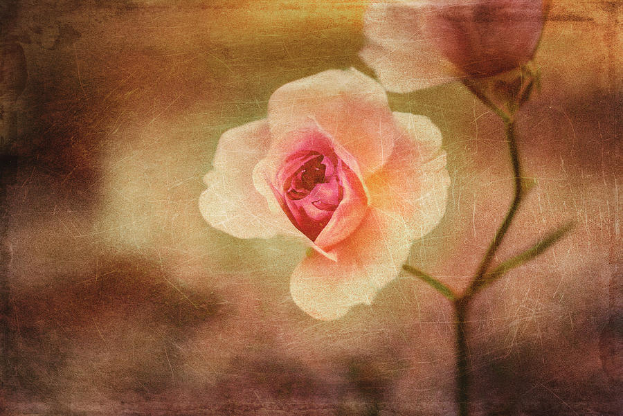 Romance Photograph by Yasmina Baggili Romance Photograph by Yasmina Baggili
