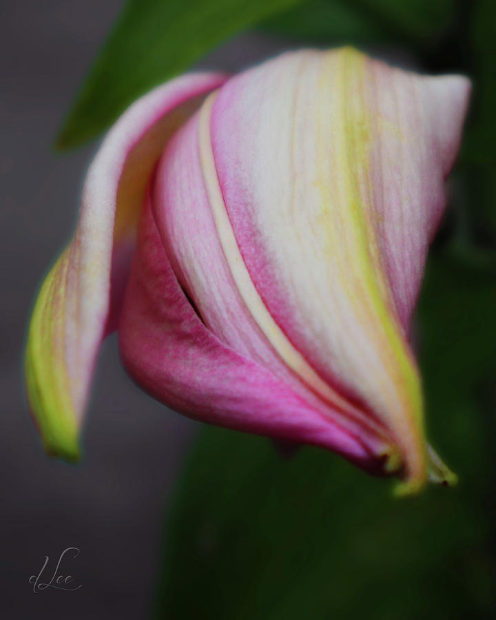 Nature Photograph - Romancing the Oriental Lilly Bud by D Lee