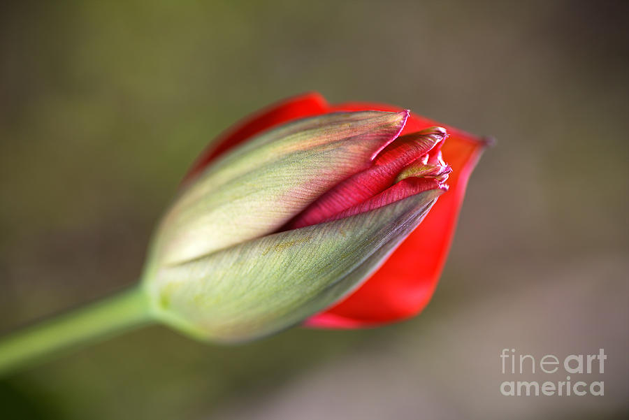 Romancing  The Red Tulip Bud Photograph by Joy Watson