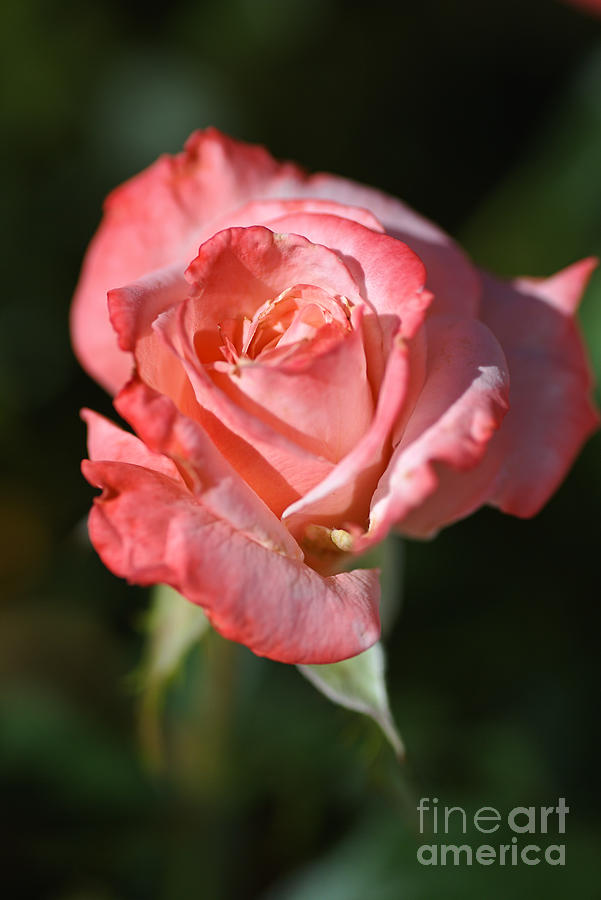 Romancing With Rose Photograph by Joy Watson