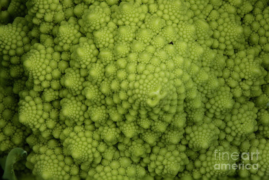 Romanesco broccoli, macro Photograph by Perry Van Munster