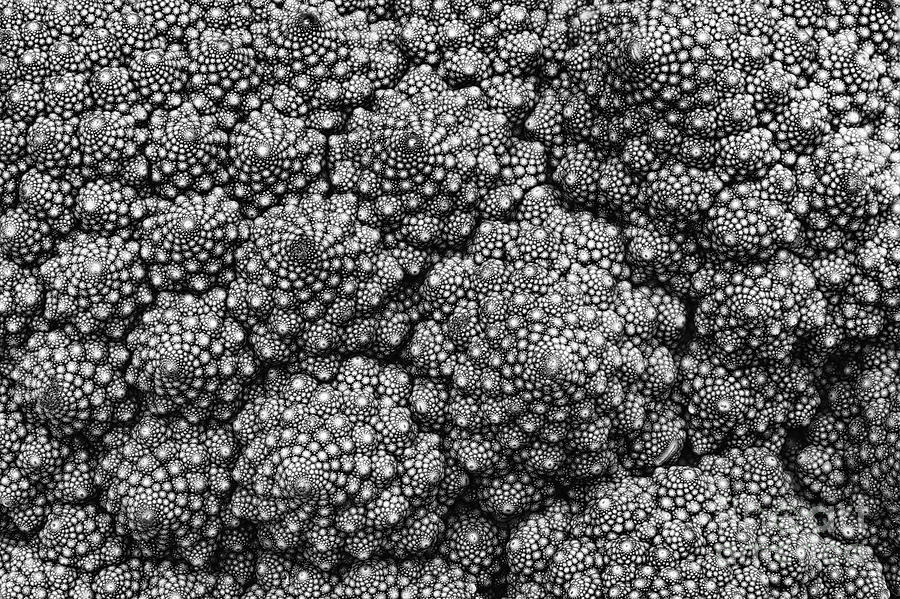 Romanesco Cauliflower Pattern Monochrome Photograph by Tim Gainey