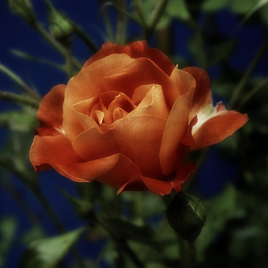 Romaniic Rose Photograph by Richard Cummings