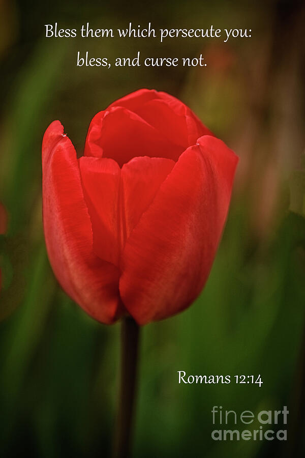 Romans 12 Verse 14 Photograph by Robert Bales