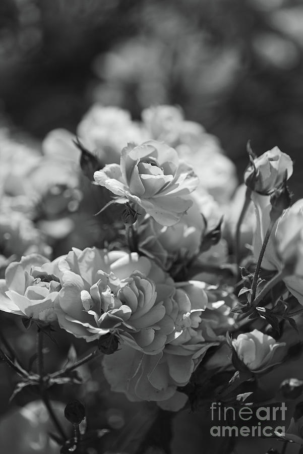 Rose Photograph - Romantic BW Roses by Joy Watson