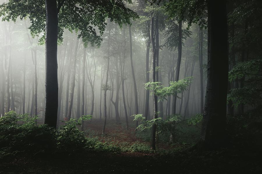 Romantic foggy forest Photograph by Toma Bonciu
