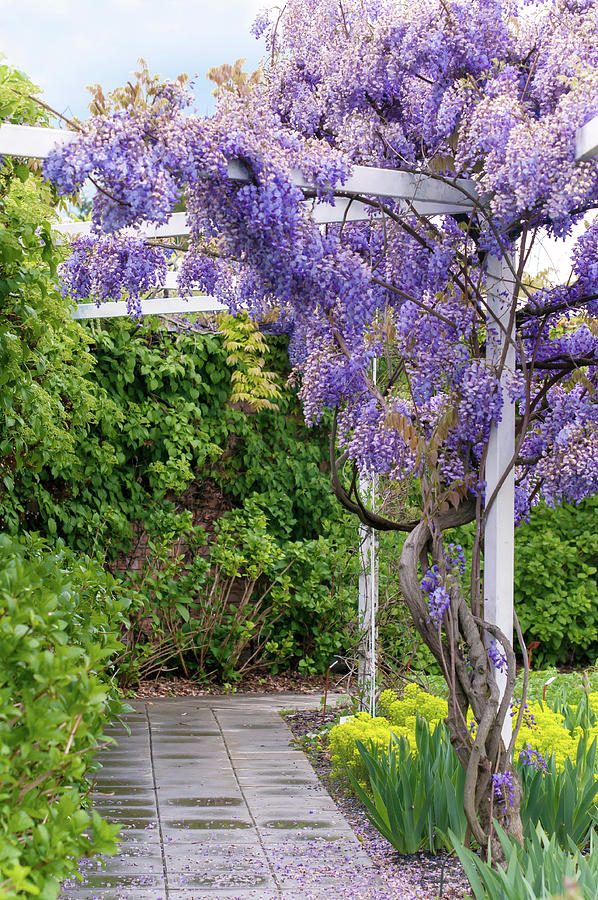 Romantic Garden Corner With Flowering Wisteria Photograph