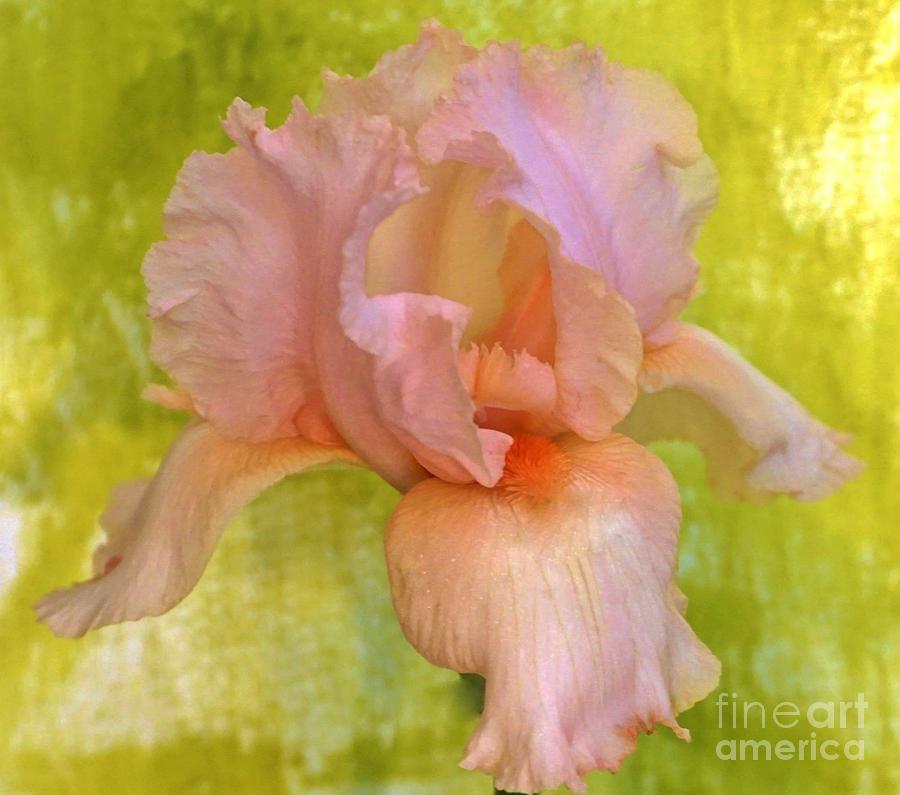 Romantic Iris Photograph by Marsha Heiken