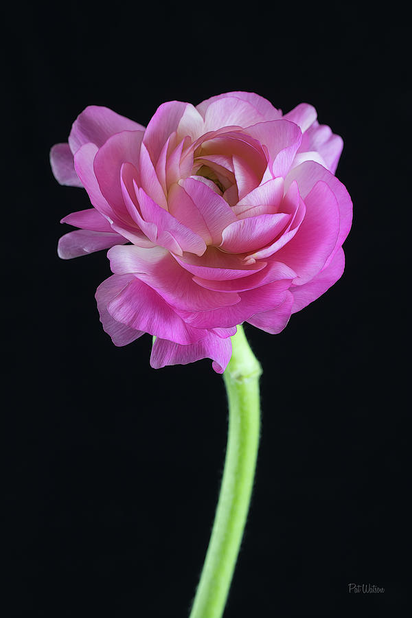 Romantic Ranunculus  Photograph by Pat Watson