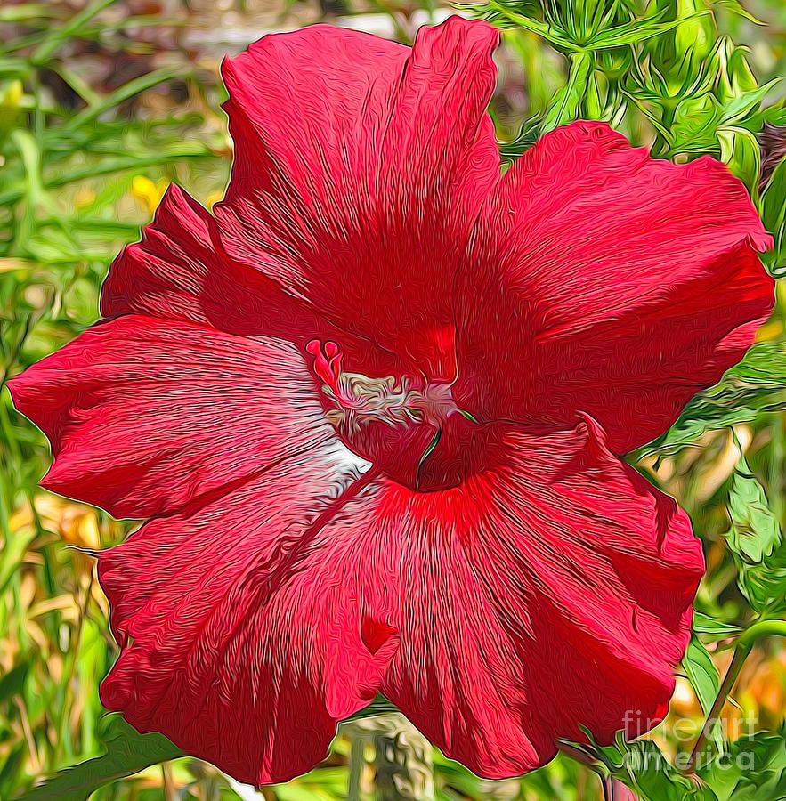 Romantic Red Hibiscus Flower With A Feathery Abstract Effect Photograph