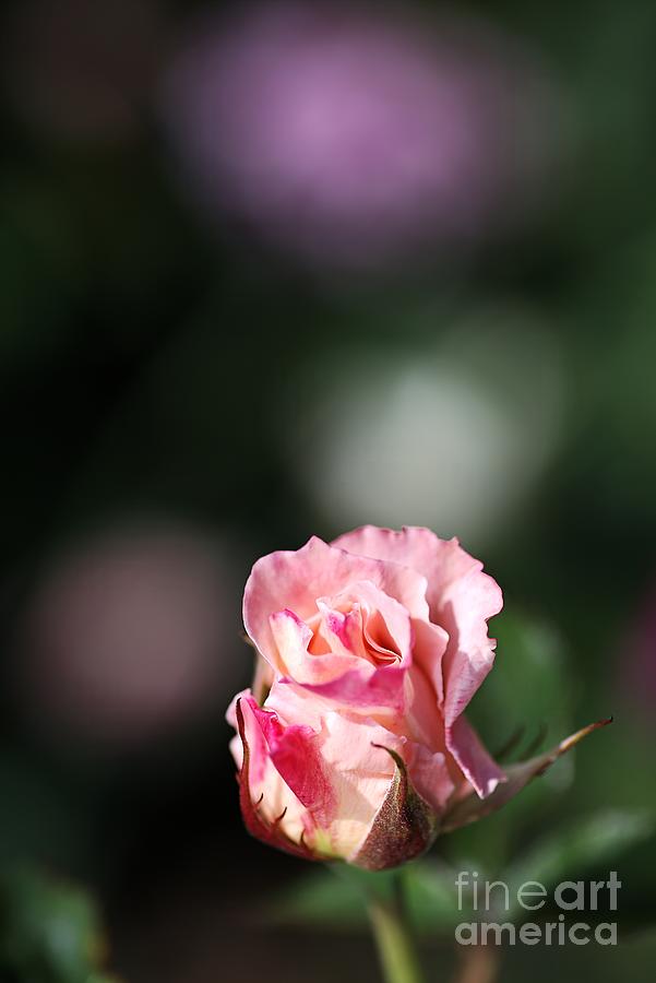 Nature Photograph - Romantic Rose Bud by Joy Watson