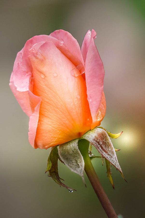 Romantic Rose Photograph by Susan Rydberg